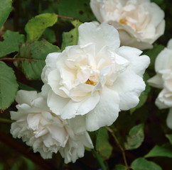 --Summer flowers as photograped in gardens