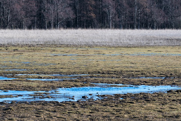 Marsland by early spring season