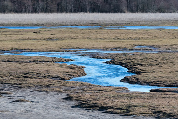 Wetland by early springtime