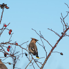 Waxwing in a rose hip shrub