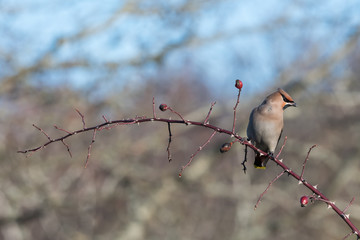 Waxwing sitting on a rose hip twig