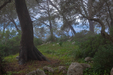Forest with fog beside the sea
