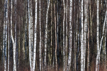 Obraz premium Tree trunks background image