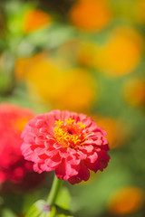 Close up of a zinnia flower, a popular easy to grow annual