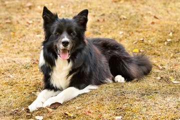portrait of border collie on the brown grass