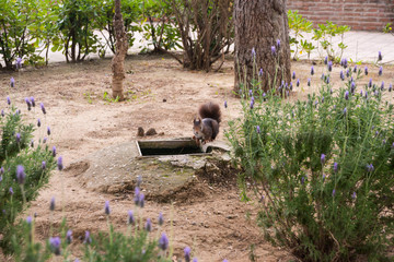 Dark brown fluffy squirrel in the park. A cute rodent among the flowers is looking for water.