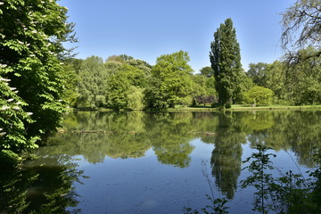 Fototapeta na wymiar Bois luxuriant avec tilleuls se reflétant dans l'étang principal du domaine provincial de Rivierenhof à Anvers