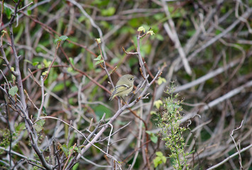 Ruby Crowned Kinglet