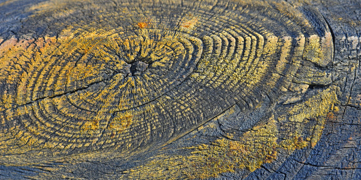 cut of wooden board torets macro, yellow-gray