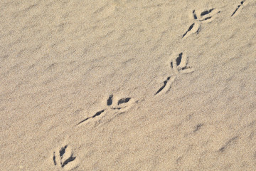 bird tracks on the sand, summer, travel, route, guide