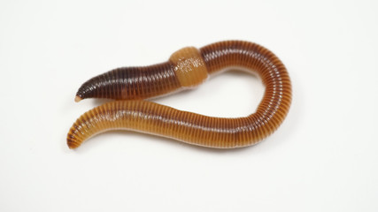creeping brown worm on white background. bait for fish