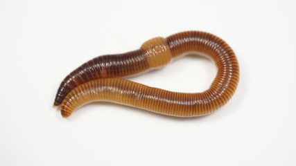 creeping brown worm on white background. bait for fish