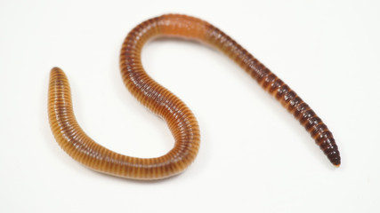 Fototapeta premium creeping brown worm on white background. bait for fish