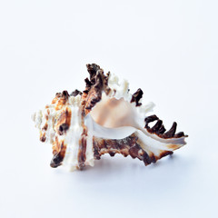 mollusk shell isolate, ocean, sea