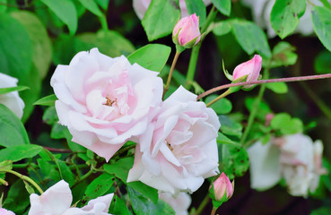 Obraz premium Rose Portrait.