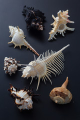 Obraz premium murex shell family