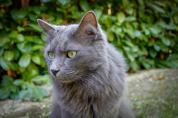 Naklejka na ściany i meble Russian blue cat with amazing green eyes and gray silver fur. - Image