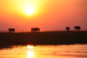 Fototapeta na wymiar Wunderschöner Sonnenuntergang mit Elefanten