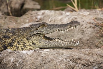 Krokodil in Botswana