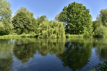Les différent sortes d'arbres reflétant dans l'étang principal au domaine provincial de Rivierenhof à Anvers 