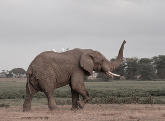 African Elephant with Egrets