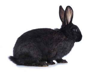 Black rabbit on white background