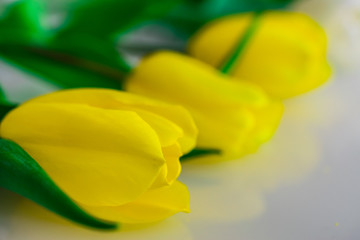 tulips white and yellow in different combinations and in combination with various objects 