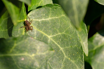 Fototapeta premium In wait Wolf 2