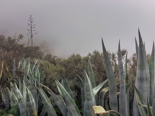 Plantas trropicales en la montaña deGran Canaria