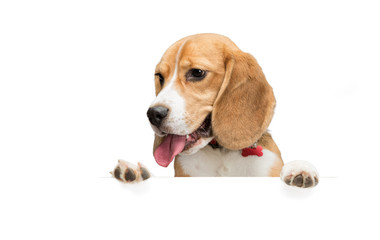 Funny red beagle dog holds with its paws a white banner or poster. The background is isolated.