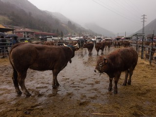 Vacas en el mercado asturiano