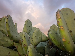 Cactus al atardecer