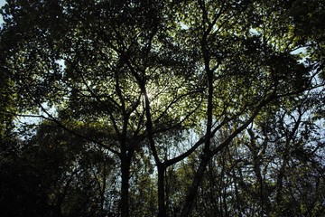 branch