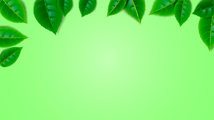 Fototapeta na wymiar Fresh mint leaves frame on green background. Wallpaper for the screen. Empty place, web design.