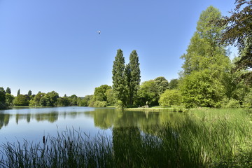 Fototapeta na wymiar Roseaux à l'ombre contrastant avec la lumière du soleil sur l'étang principal du domaine de Rivierenhof à Anvers