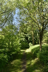 Fototapeta na wymiar Chemin ombragé dans l'un des bois au domaine provincial de Rivierenhof à Anvers