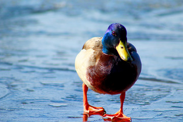duck in water