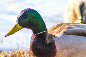 Obraz premium Nature's beauty in duck
