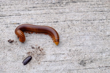 Millipedes on concrete floors used as background images