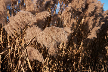 Phragmites australis