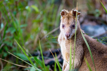 roo
