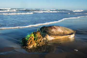 The sea turtle is entangled in the fishing line and died. Gulf of Mexico, Texas, United States