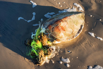 The sea turtle is entangled in the fishing line and died. Gulf of Mexico, Texas, United States