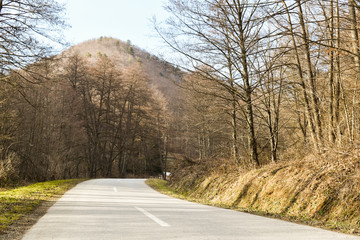 Road through deciduous forest during winter sunny day.