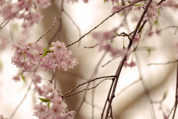 branches with cherry blossoms