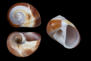 Polinices sagamiensis