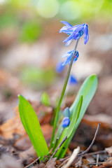 Close up of blue Scilla flower blooming at the early spring against brown dried last year fallen...