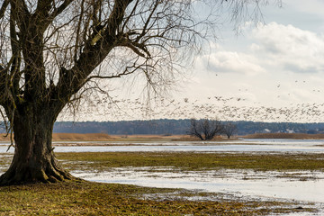 Wiosna nad Narwią. Dolina Górnej Narwi. Rozlewiska Narw © podlaski49