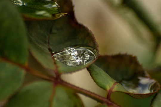 gota agua roseira