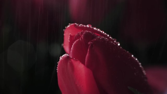 Extreme closeup of red flower toulip; fresh rain water drops falling slowly; valentines, mother's day, woman's day concept; moody romantic scene; 4K UHD shot